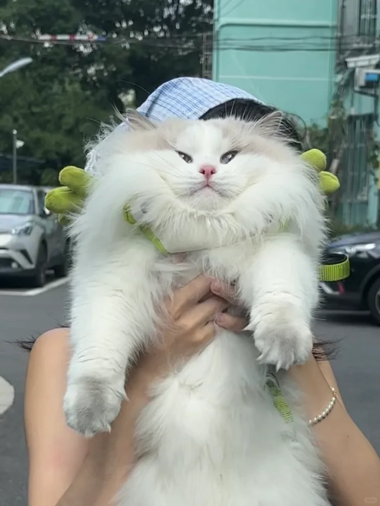 养猫当养布偶狗