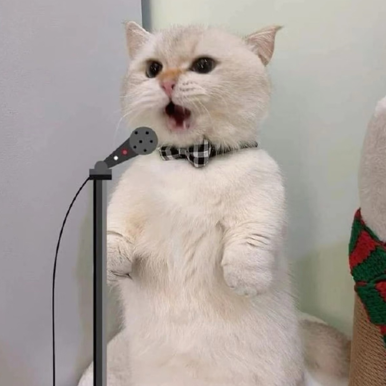 IKUN IKUN 在哪里～你们在我的心里～～～🎵 