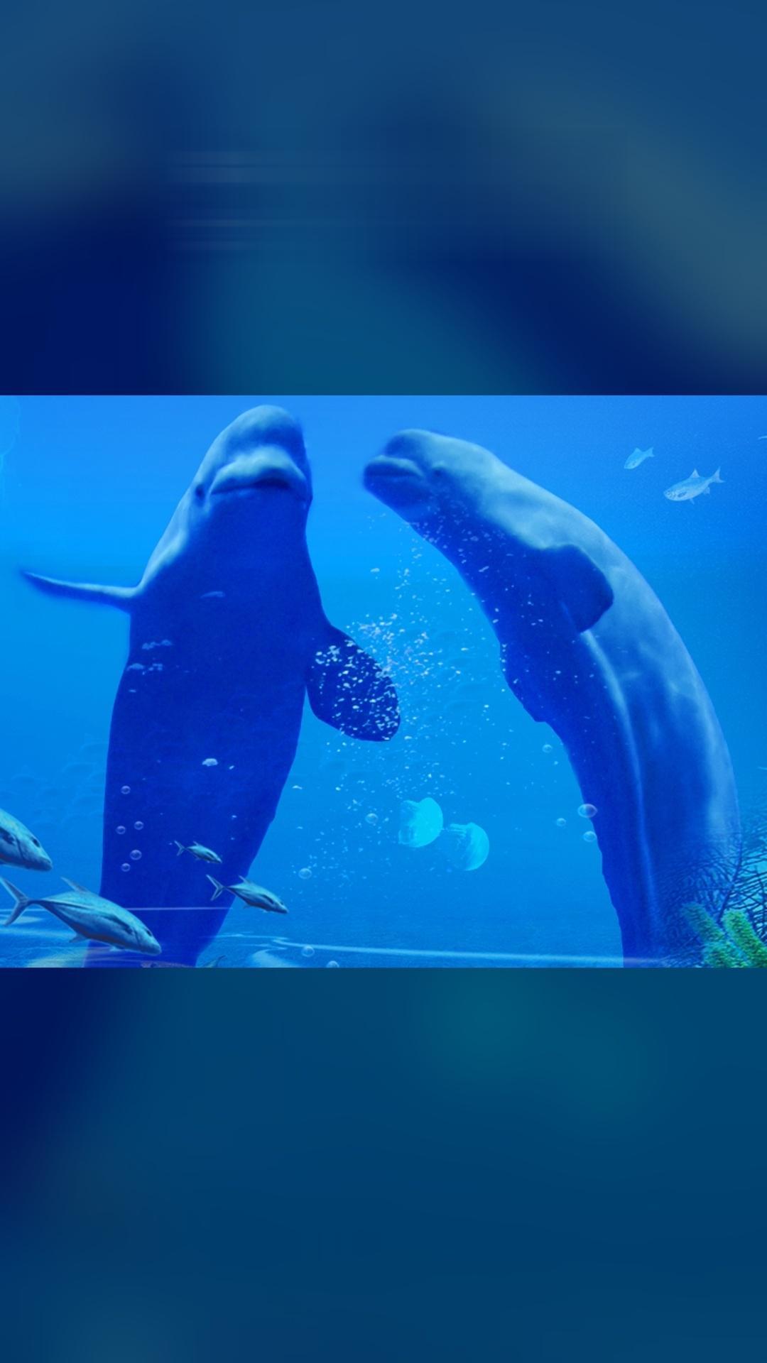 冰雪海洋世界，新品上线，抢先体验，4.4分推荐，【双人票】（注意，叠加...