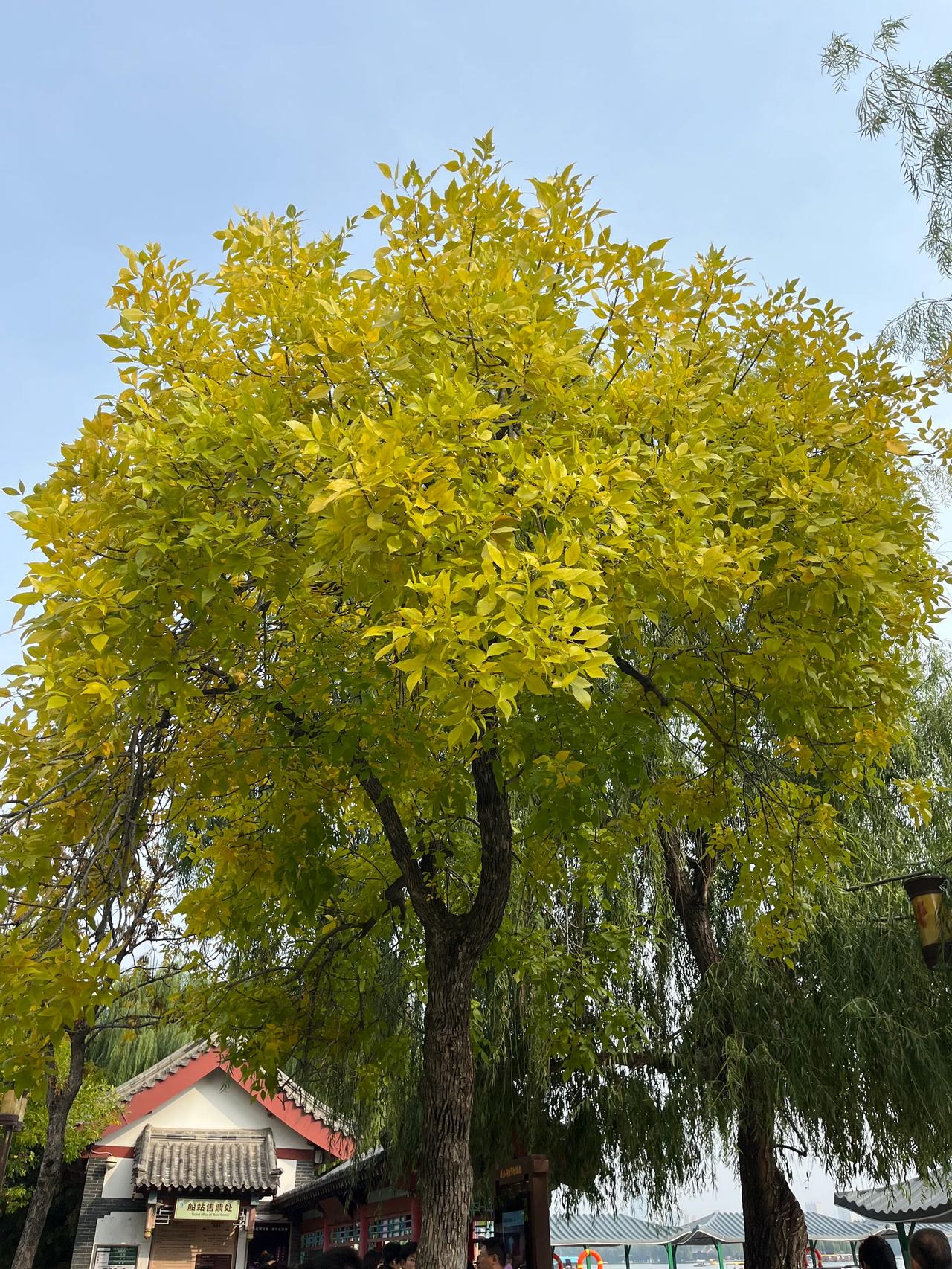 #一句诗记录秋日生活#“一年好景君须记，最是橙黄橘绿时”，这句话特别适合形容北方