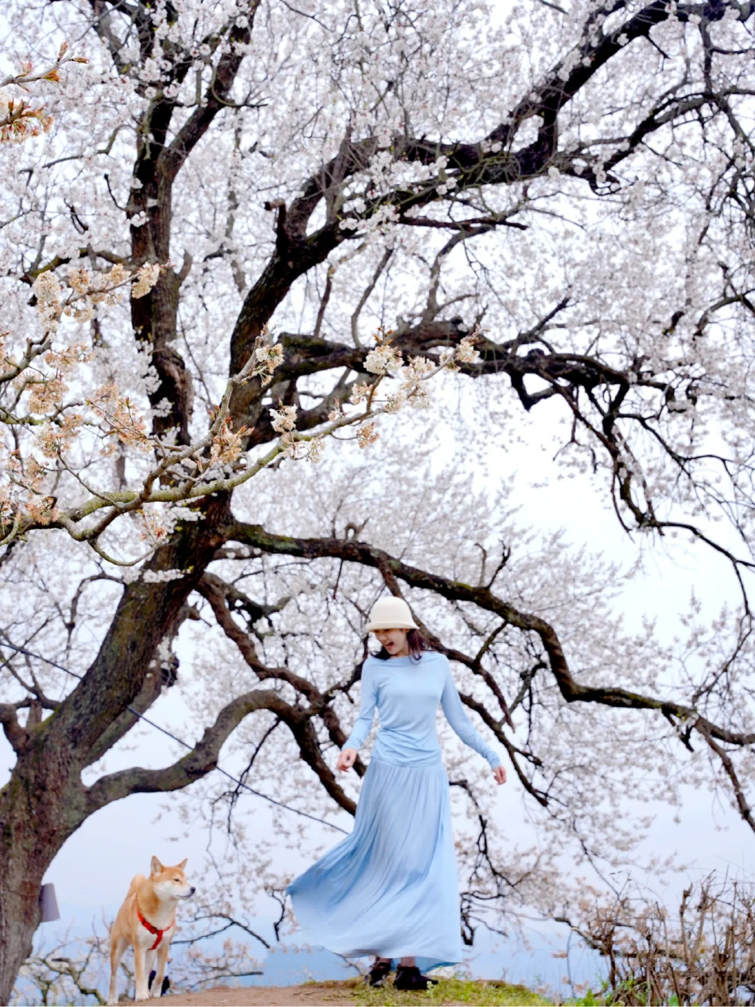 3.10实拍！成都！这棵百年杏花树……太绝了！！！