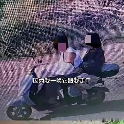 网红边牧“锄头”被一对男女顺手牵羊，这事传开后，两人眼下处境堪忧。
 
如今主人