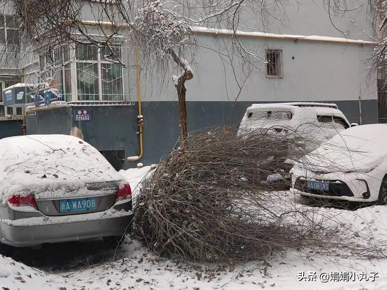 今天早晨的雪也太大了，竟然还把小区里的树枝给压断了，还好没有砸到车~