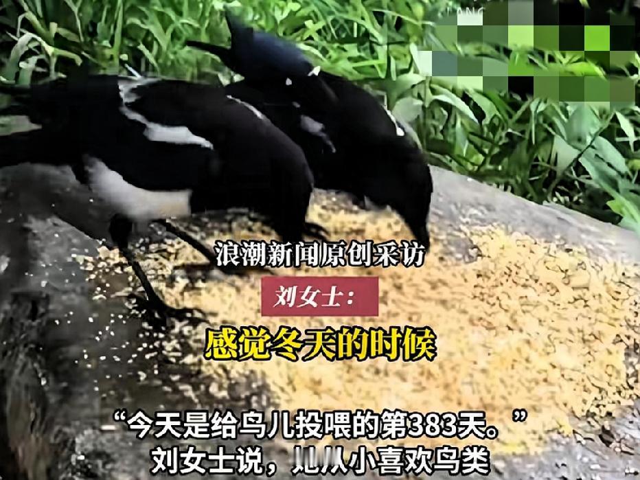近日江苏常州，一女子坚持喂鸟300余天，喂鸟地点不固定，或在小区，或在公园，最多