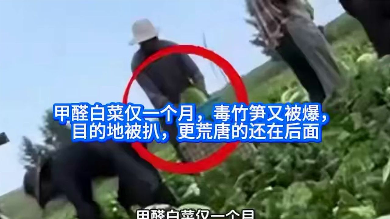 甲醛白菜仅一个月，毒竹笋又被爆，目的地被扒，更荒唐的还在后面
