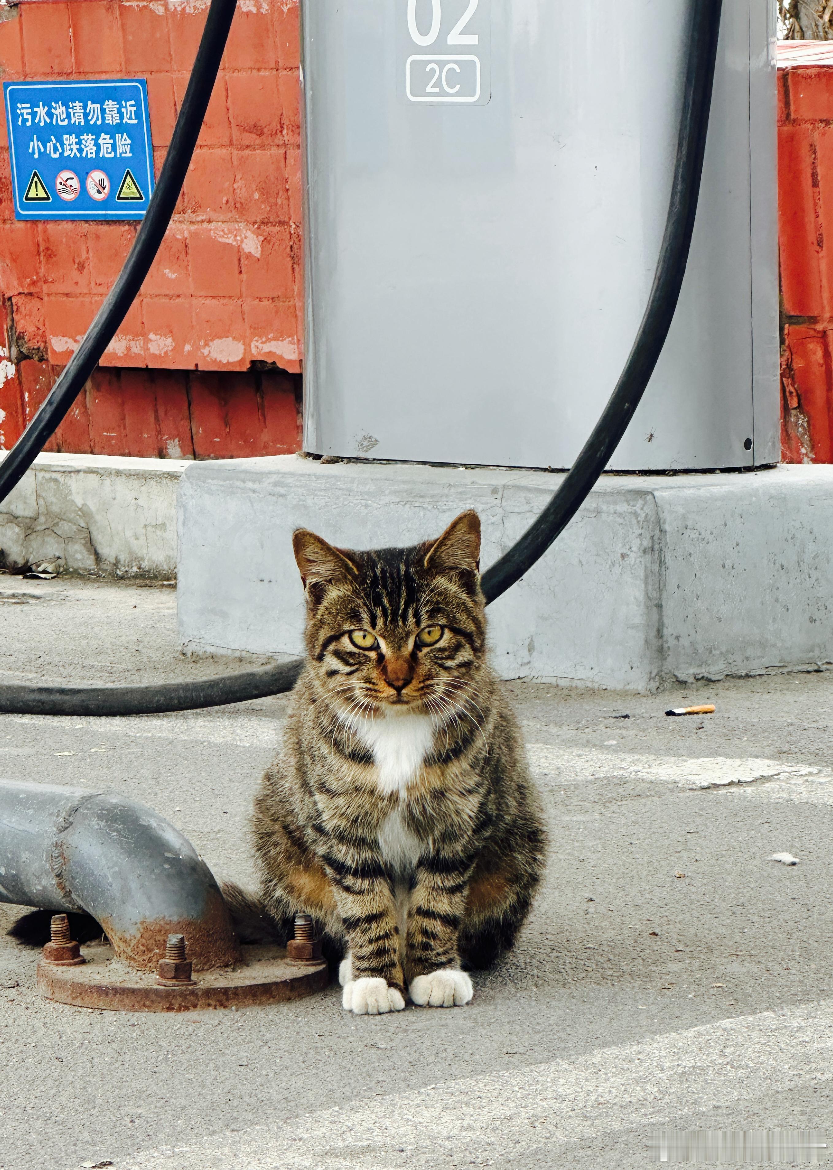 估计是你猫生的第一张证件照 🐱 猫咪摄影  ​​​
