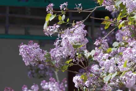 转存！北海公园丁香花开藏尽诗意