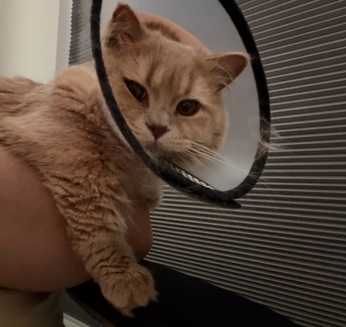广域标记猫 