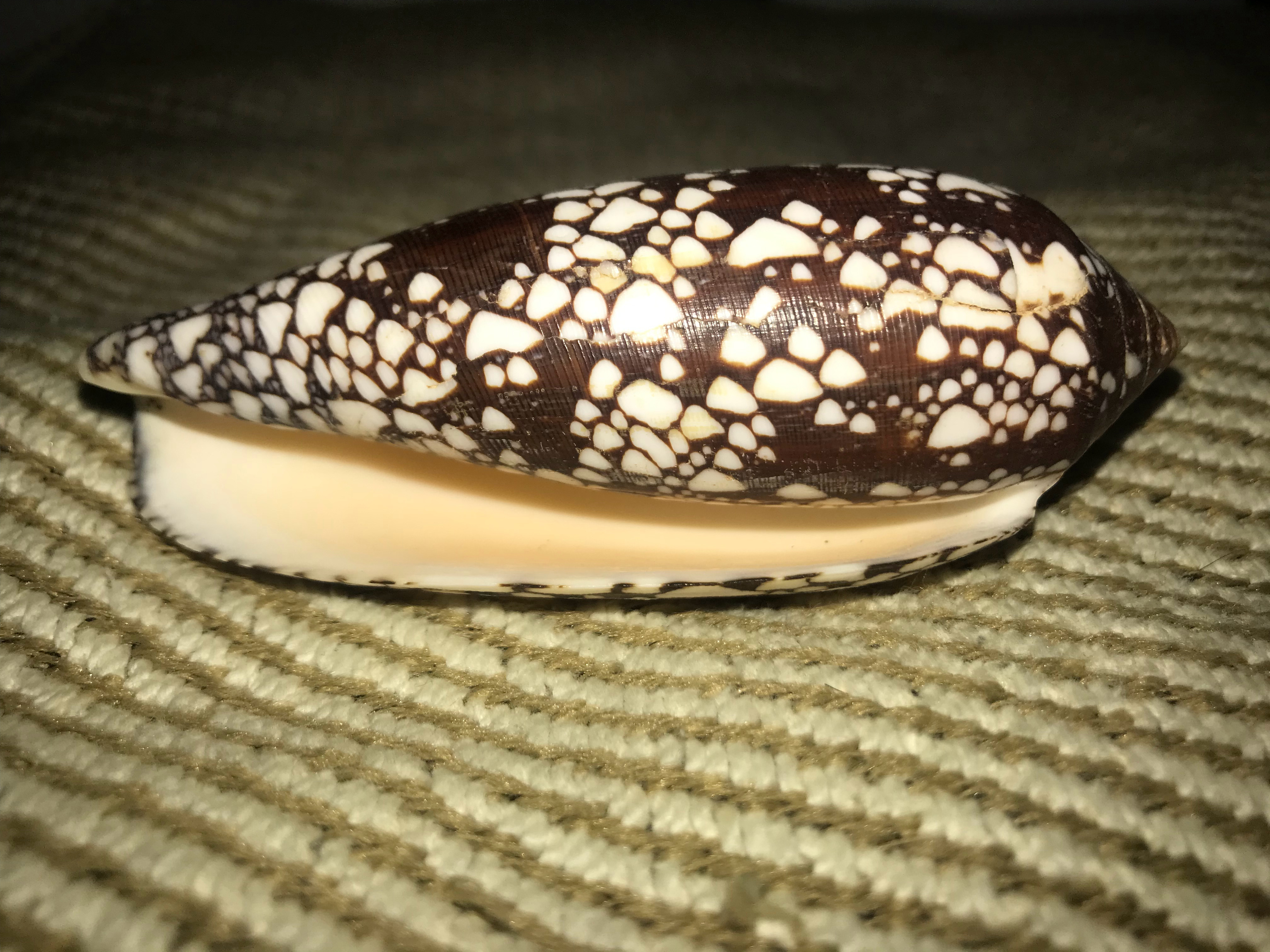 最后晒一个名字比较高大上的芋螺——宫廷芋螺Conus aulicus，虽然名字很