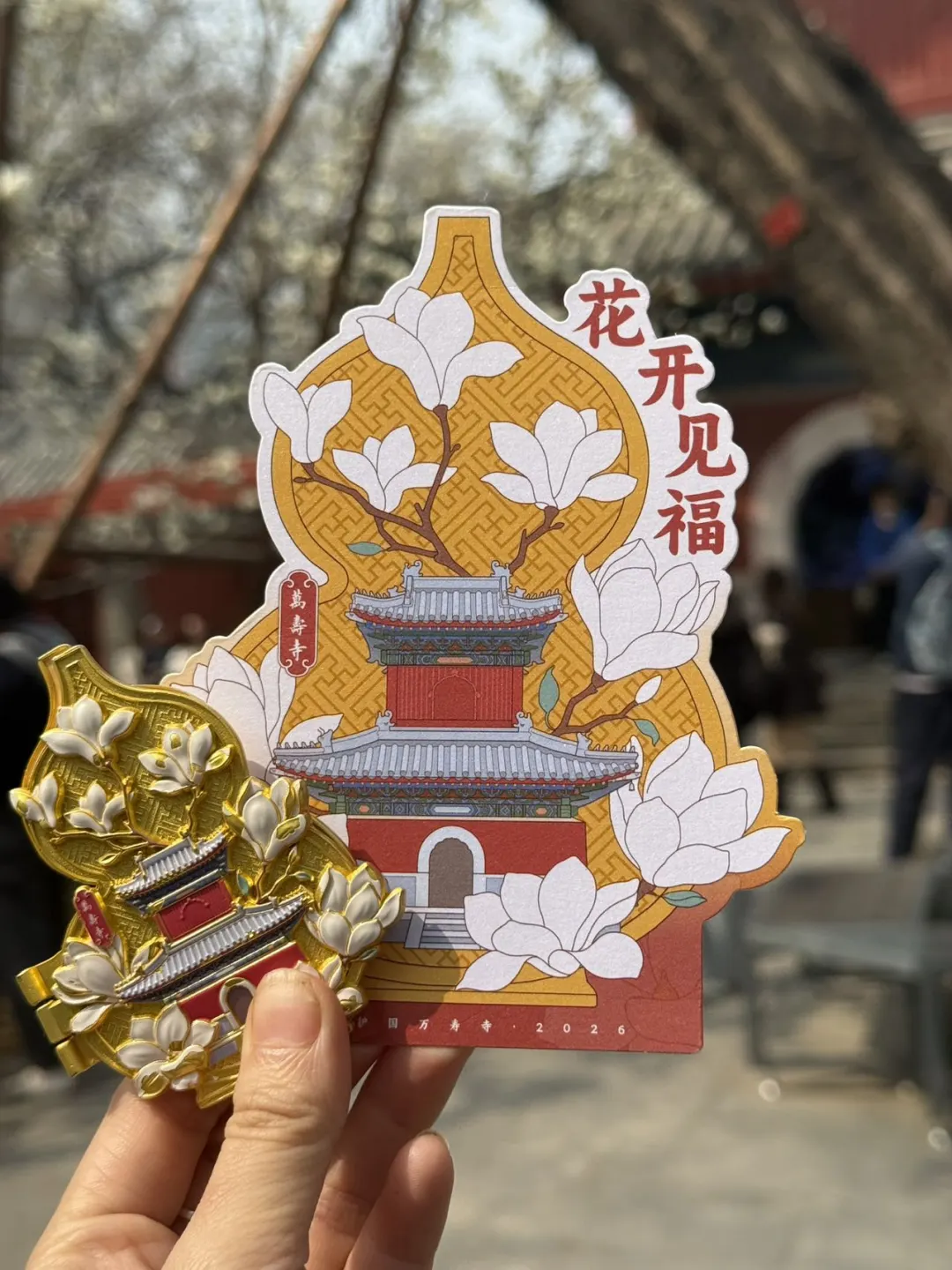 万寿寺的玉兰花已经到了顶峰