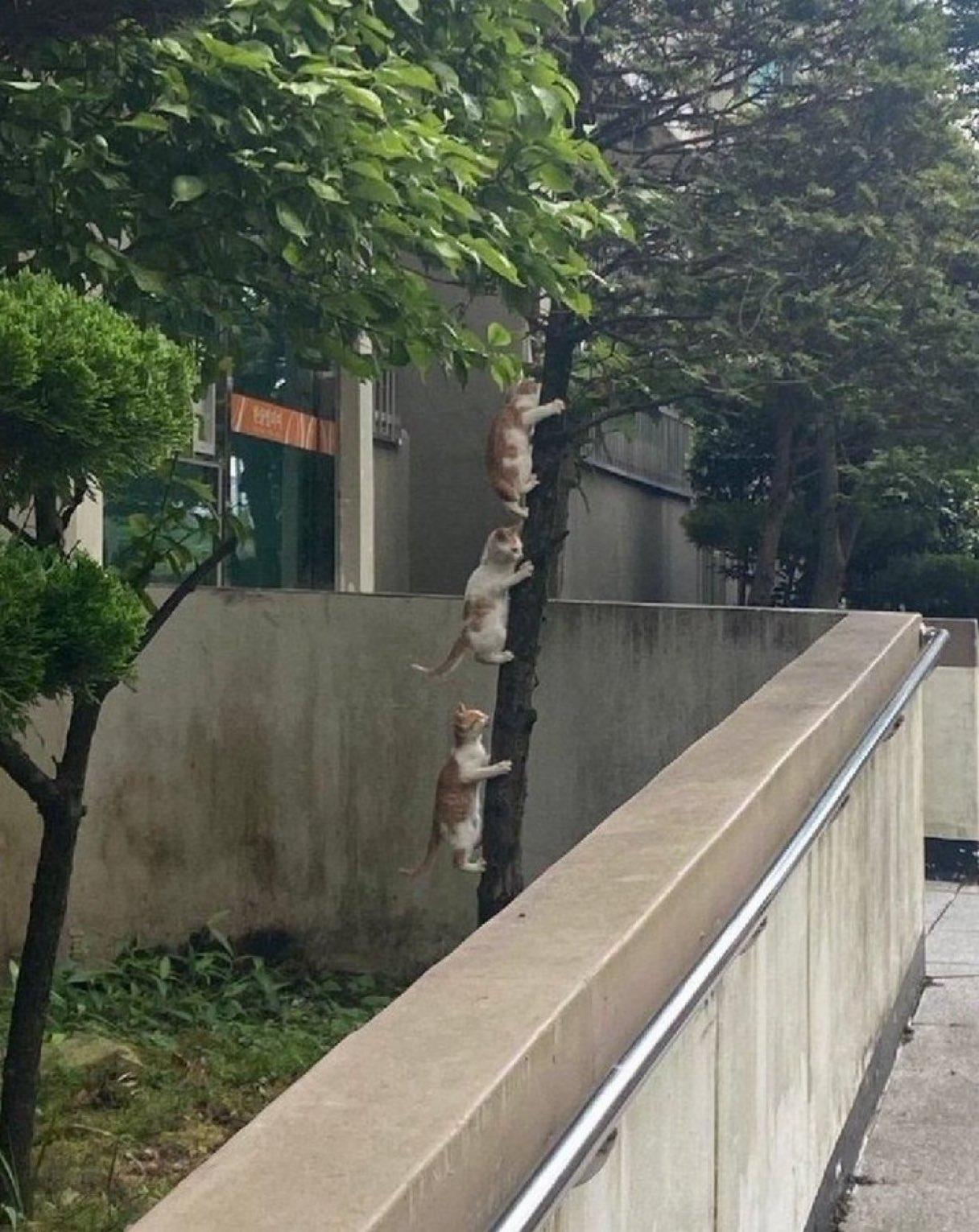大学朋友发来的照片，上面写着「有新种的蝉！」