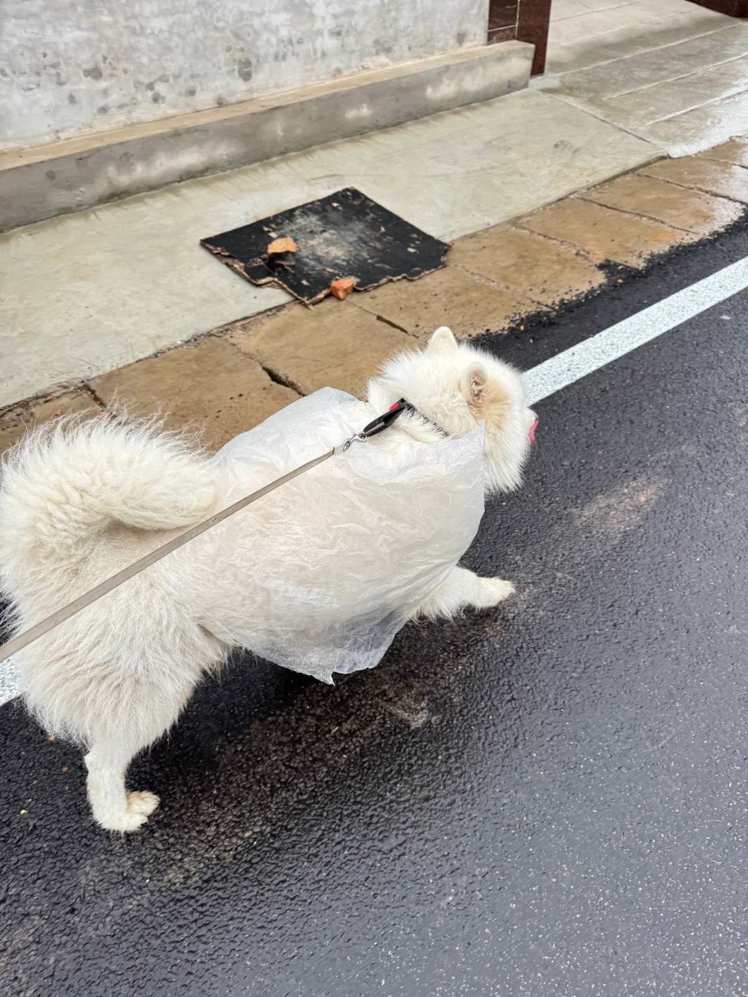 下雨天 小狗没有雨衣怎么办
