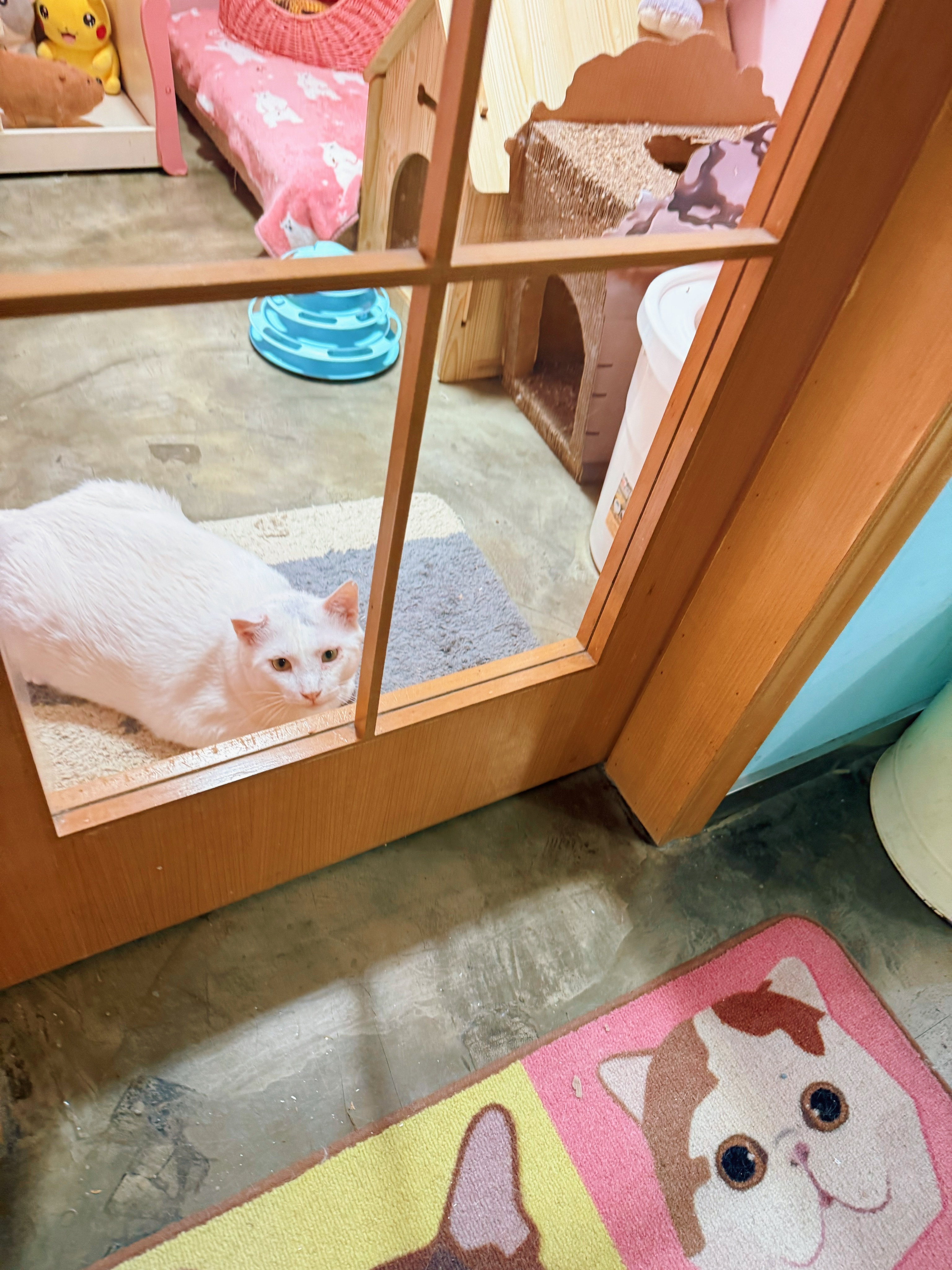 流浪猫逆袭成为台柱子大哥卖萌😜见过吗？[嘻嘻]  ​​​