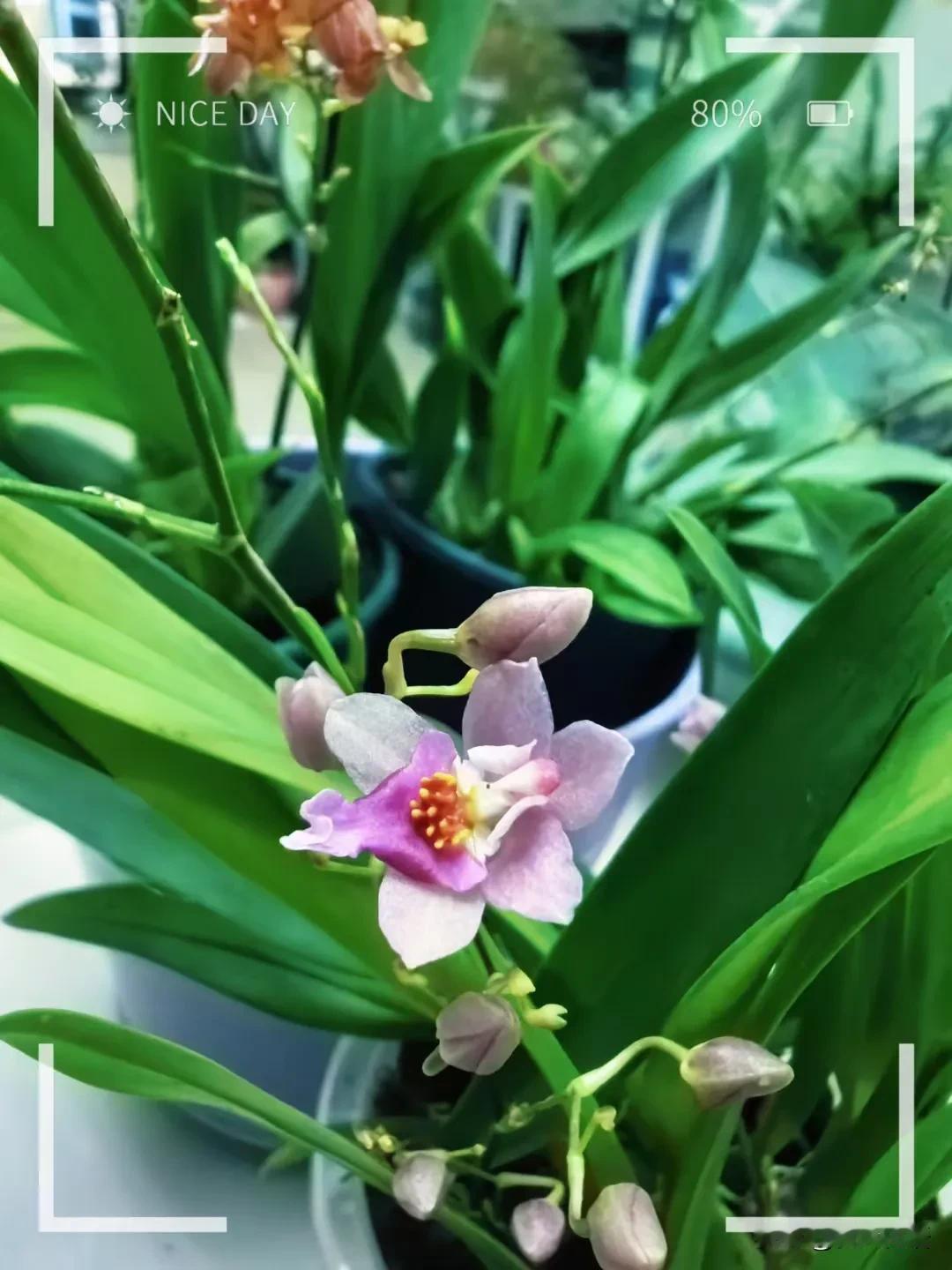 给儿子女朋友的一封信！[比心]

今天上午，我即将返程，儿子女朋友适时送上关心和