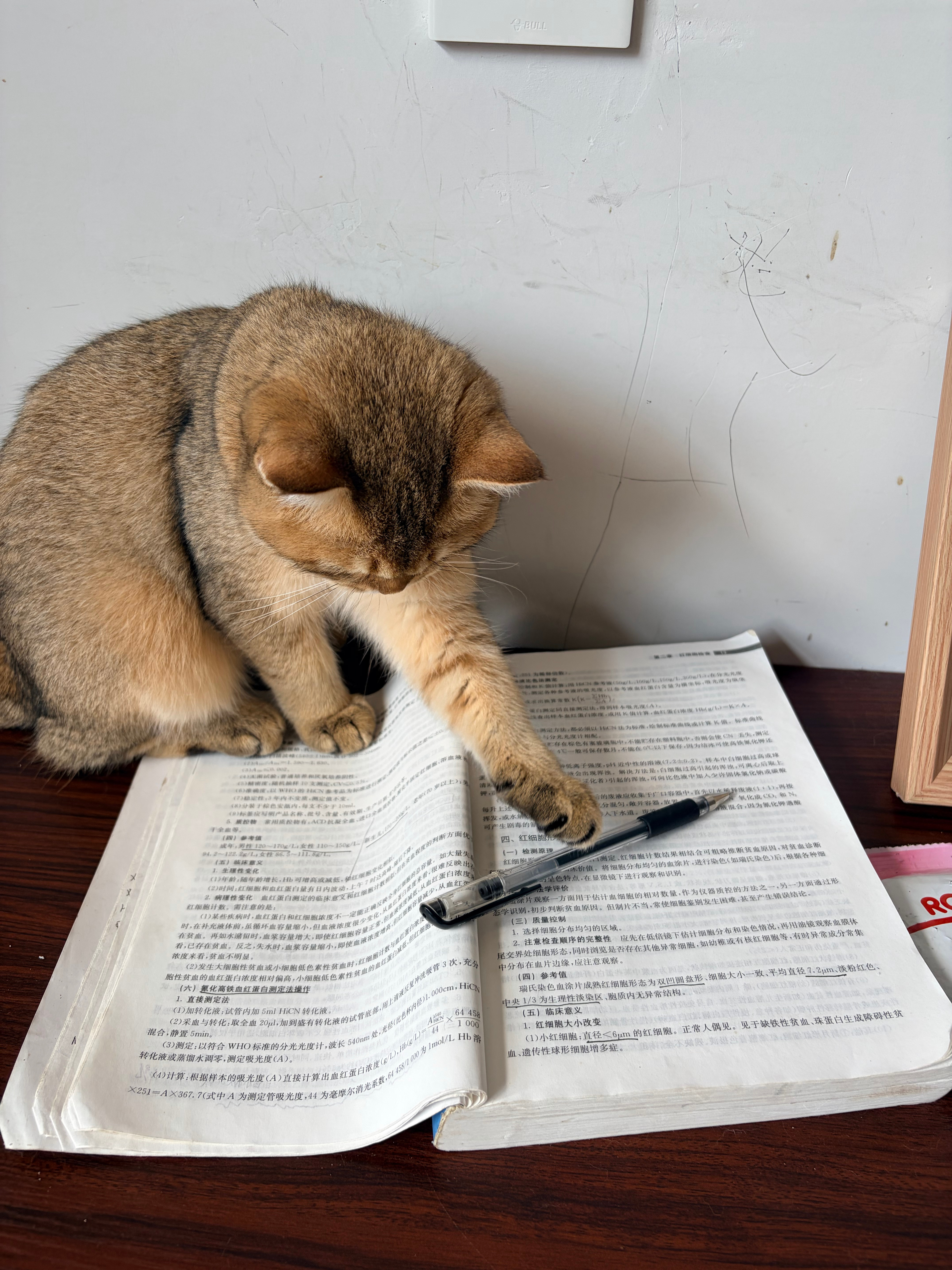 收集九张碎片召唤小猫🐱 