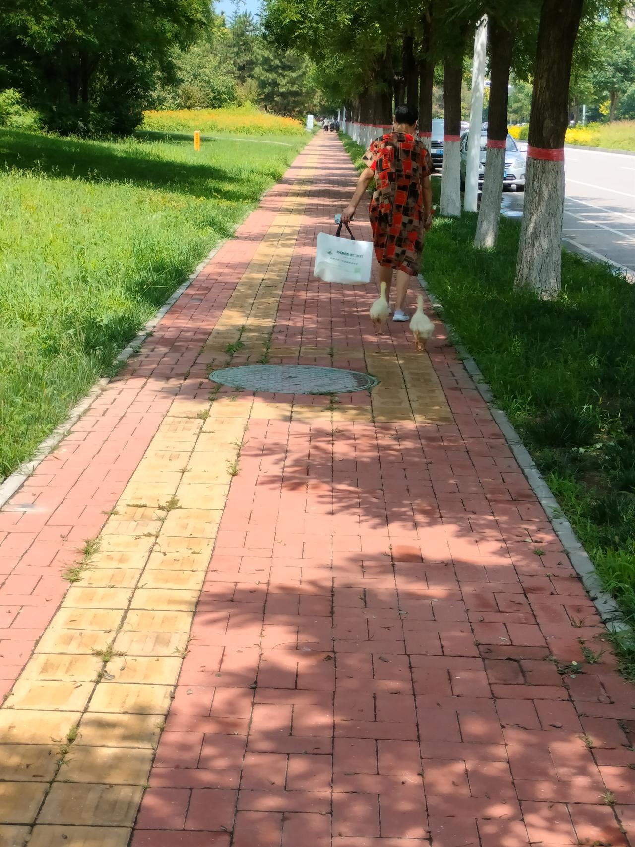 燕郊马路上遛弯，发现有一位大姐正在遛大鹅。
好奇心的驱使下，我和老公就在后面默默