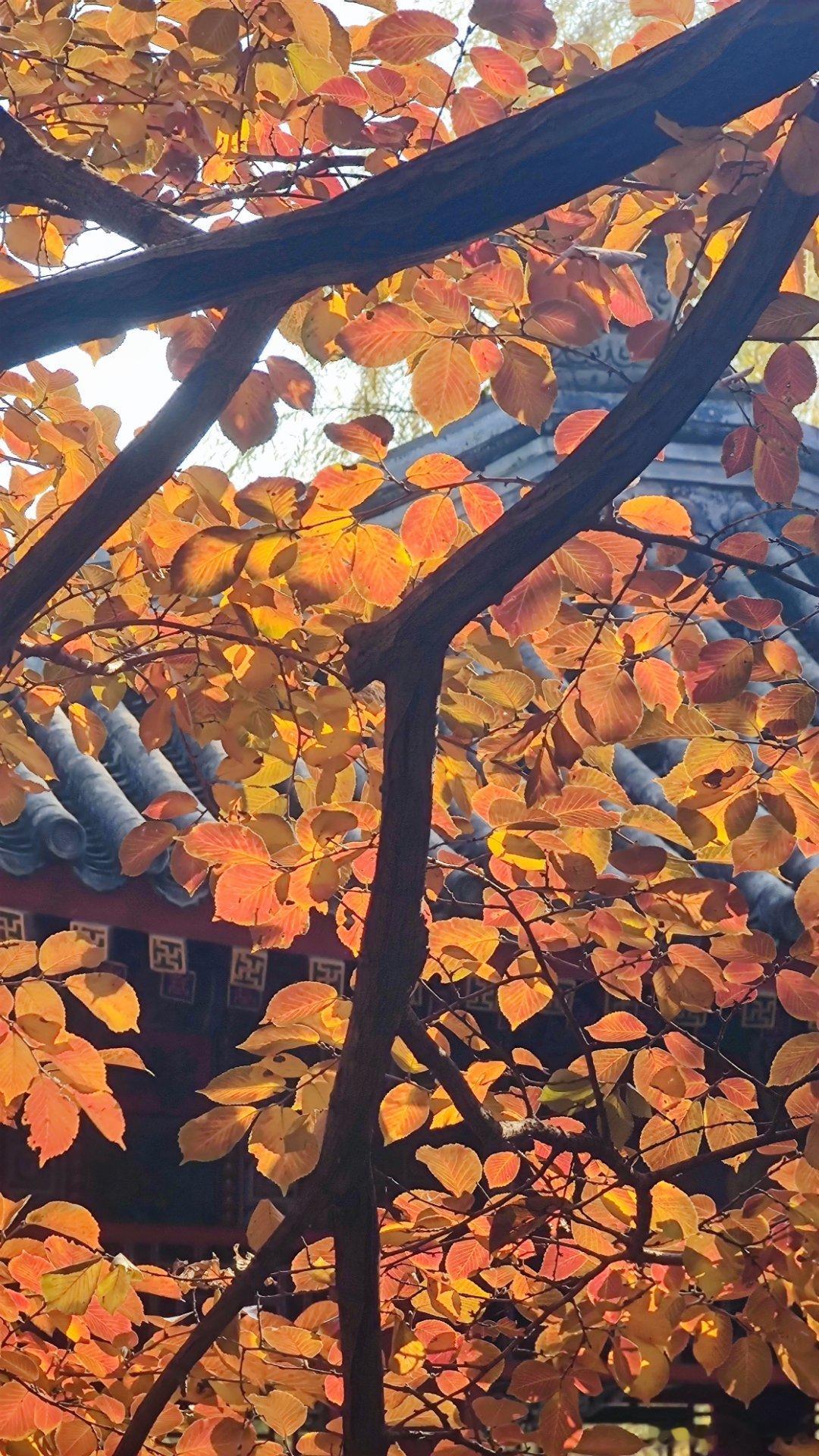 北京颐和园谐趣园秋色北京你好 摄影 