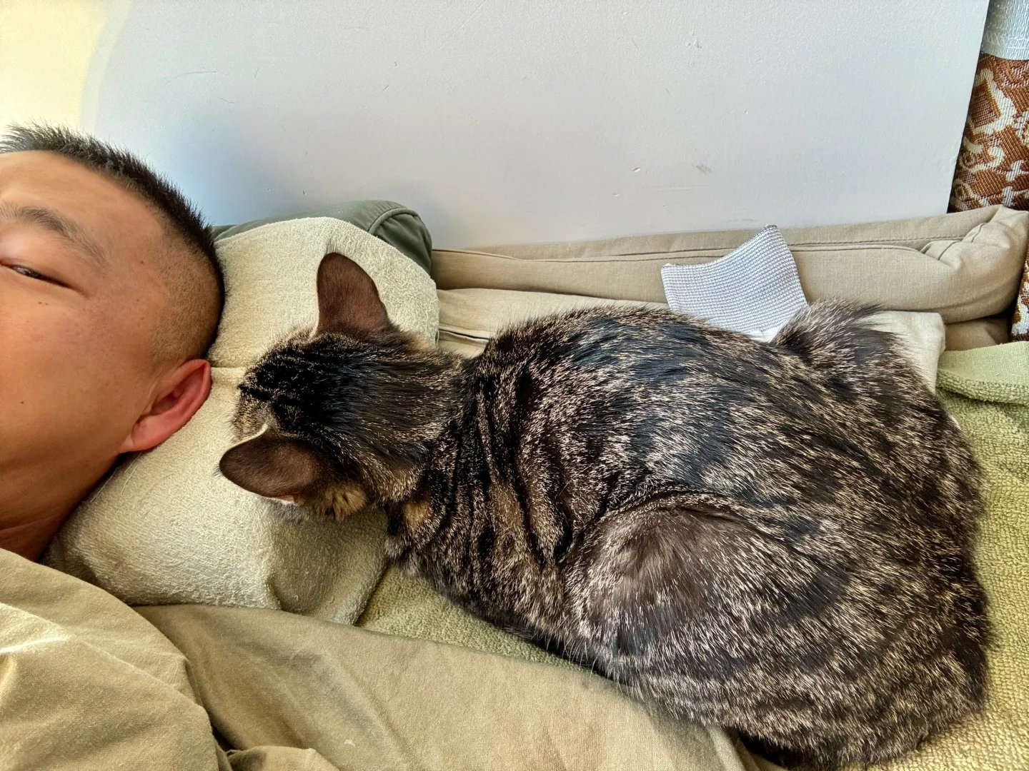 操碎了心的喵大人🐱