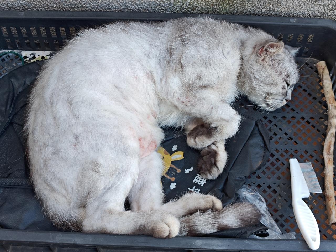 刚产完崽的猫妈妈，妊娠对身体的伤害痕迹，还很明显。