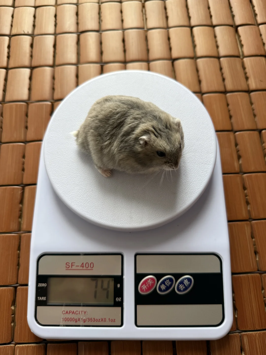 想知道大家的紫仓是什么体重？