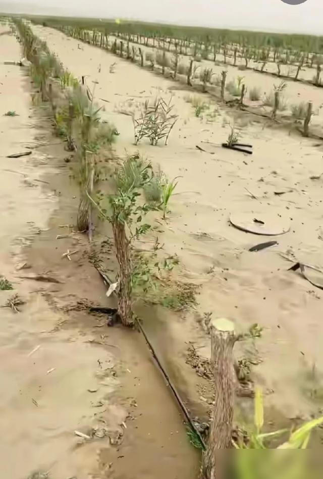 你能想像？中国最大的塔可拉玛干沙漠成功锁边后，曾用推土机把沙漠推平，移植上大苗枣