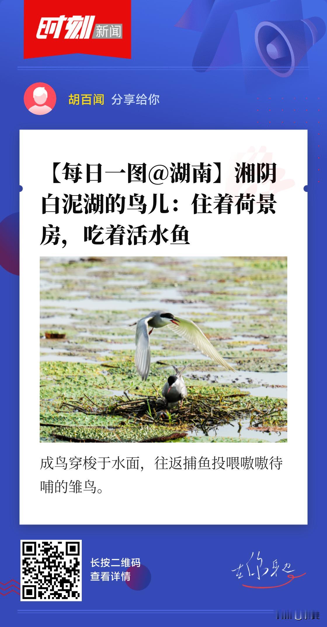 7月25日，岳阳市湘阴县北部的白泥湖，须浮鸥进入育雏关键期。湖面芡实与荷叶铺展，