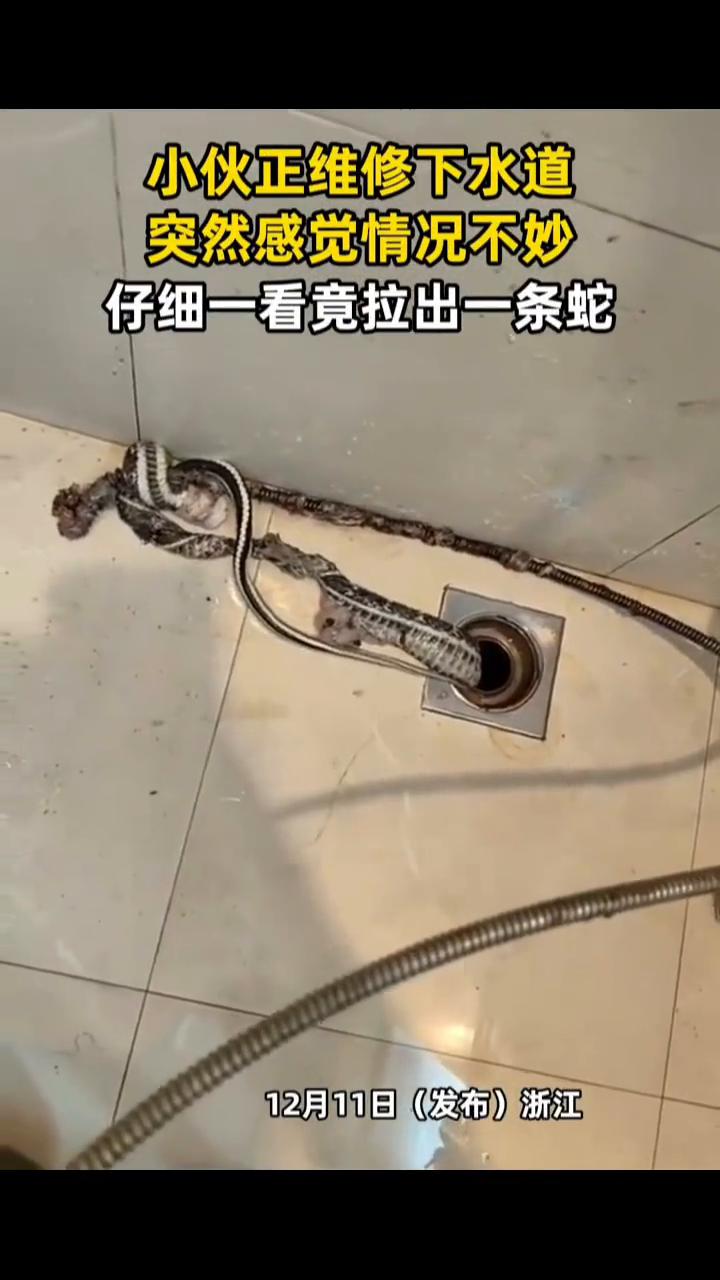 小伙正维修下水道，突然感觉情况不妙，仔细一看竟拉出一条蛇。
12月11日(发布)