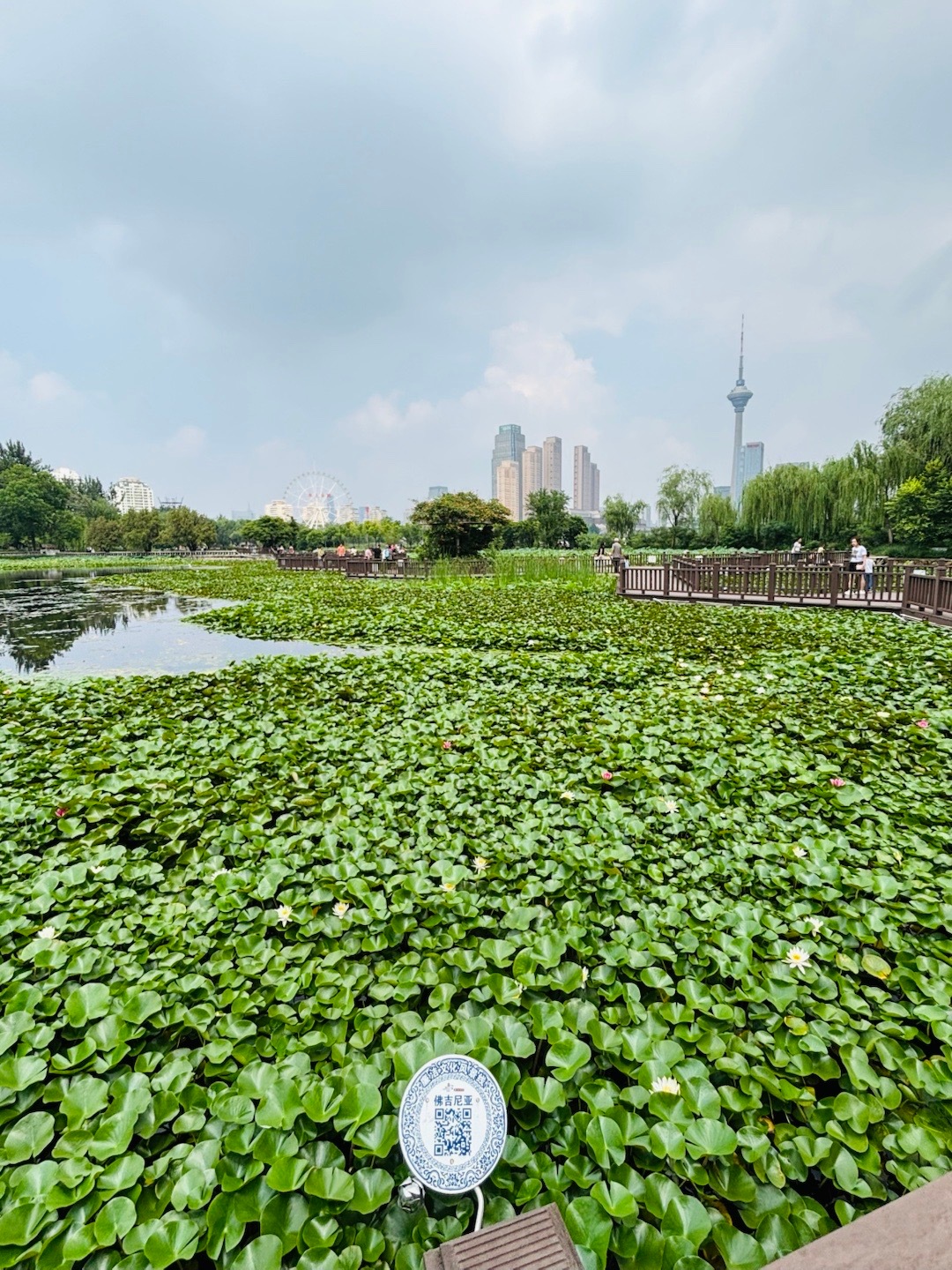 遇见一只大胖橘水上公园 天津免费景点  ​​​