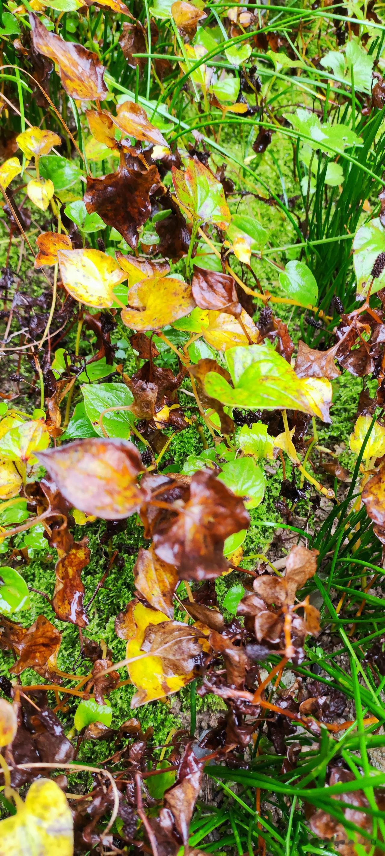 晒图笔记大赛冬日的雨水似乎是绝情的。比如会降温，敲打着枯枝落叶上加速腐化。同时愈