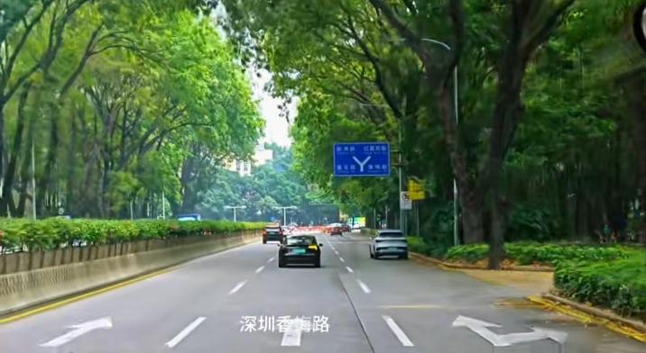 一场雨后，深圳的城市道路。这一份春意盎然的景象，就感觉开车进入了丛林秘境。这是深