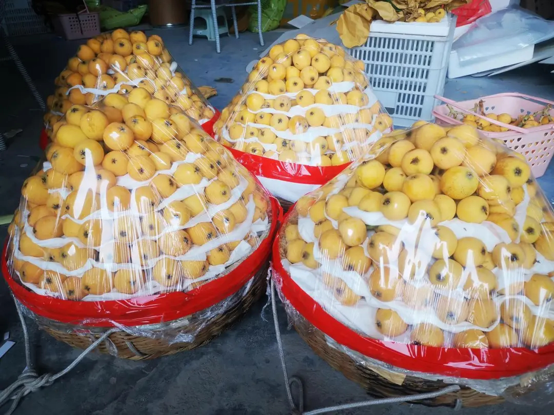 #和西瓜一样甜的枇杷熟了#【头茬露天白沙枇杷开摘；果农：和西瓜一样甜】#和西瓜一