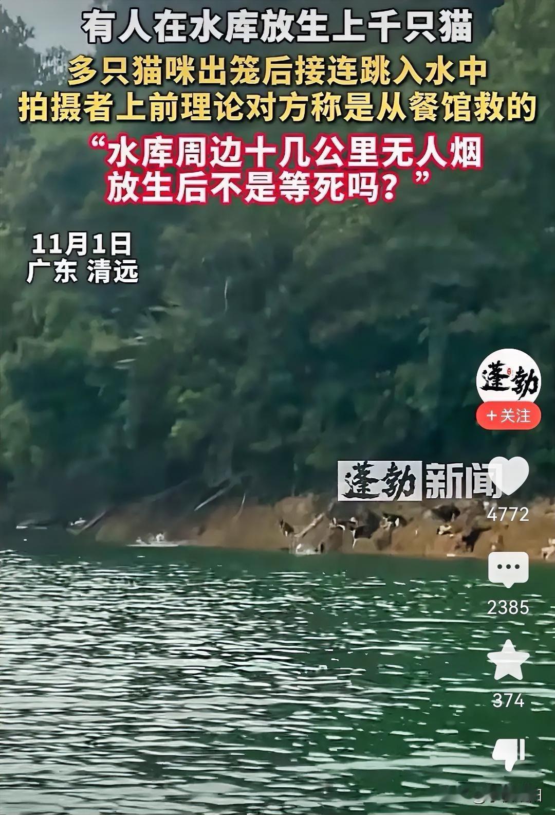 看过在水库放生鱼，放生龟，把猫放生在水库还是头一次见，而且有的猫已经跳进去了。近