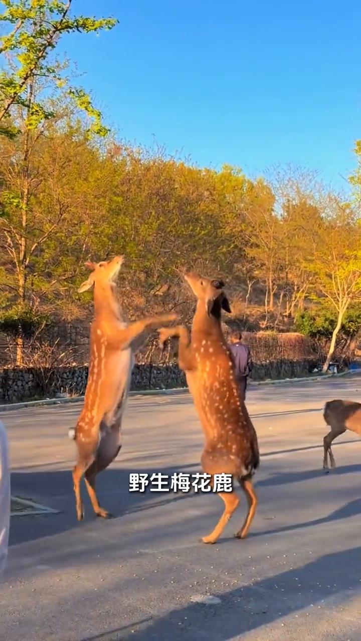 当你伸手给鹿挠痒，它就会突然愣住，并用清澈的眼神看着你。但看你手艺活还不错，就会