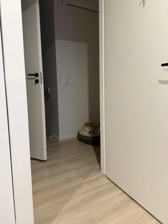 狗狗祟祟暗中观察的大黄