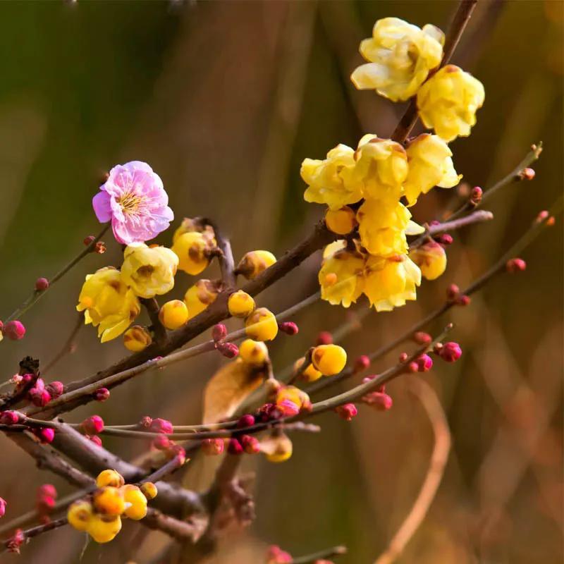 昨夜今晨，美股三大指数皆震荡翻绿，以微幅下跌收盘，大型科技股涨跌不一，但涨、跌幅