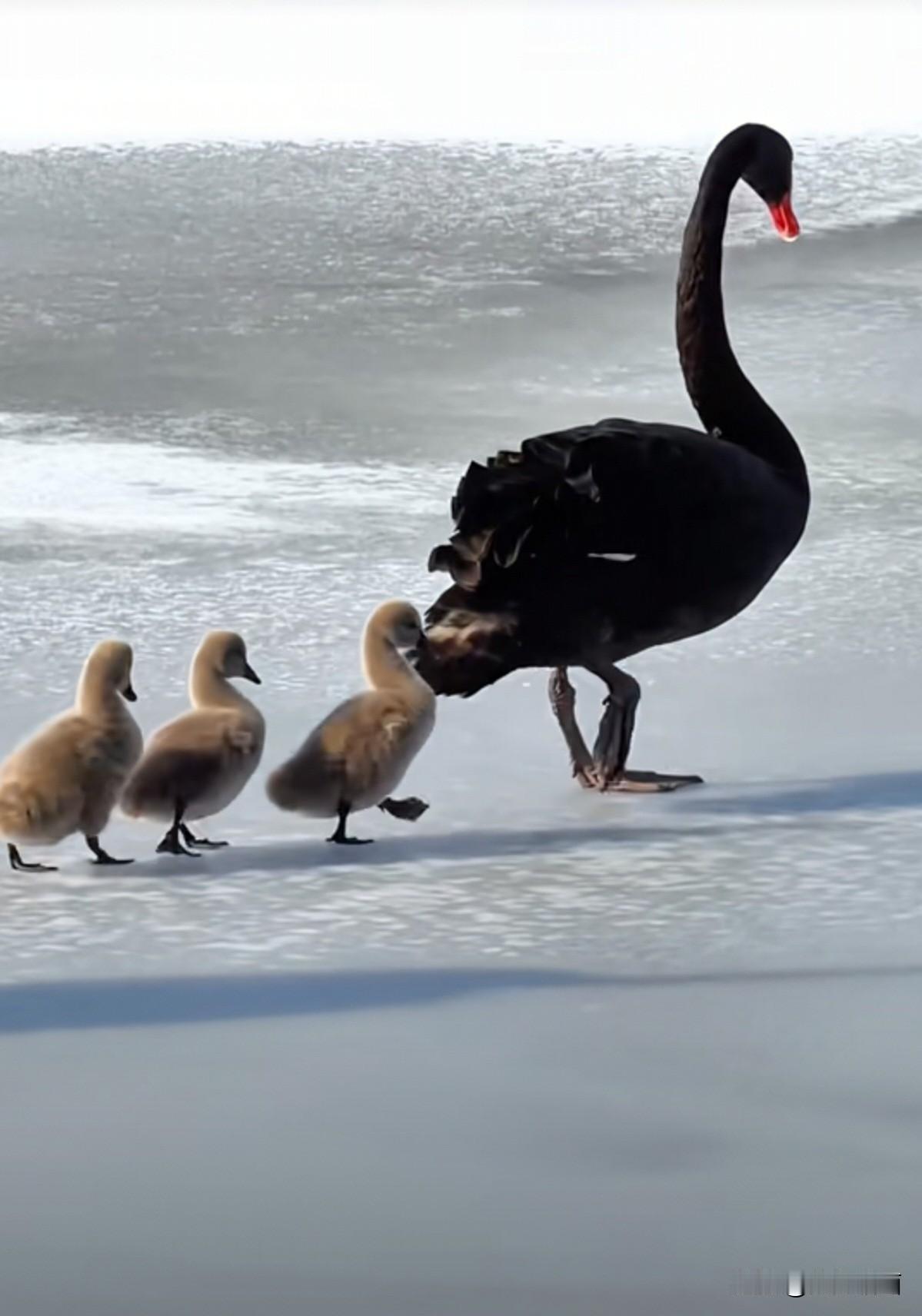 鸭妈妈一摇一摆地走在最前头，橙红色的脚掌踩在冰面上，发出细碎的“咯吱”声，像在哼