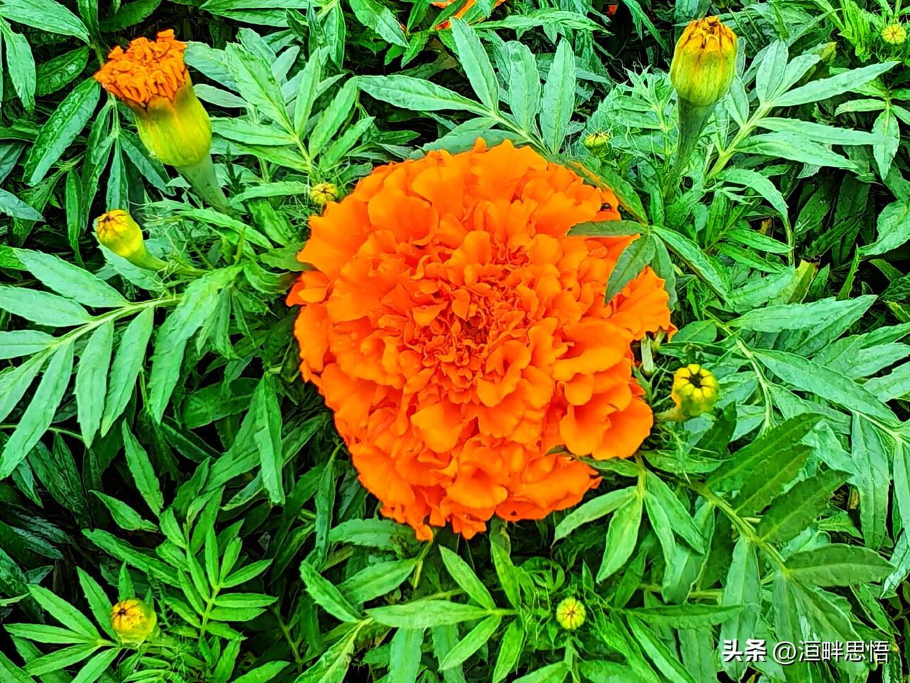 橙艳万寿菊，热烈向阳而生🧡