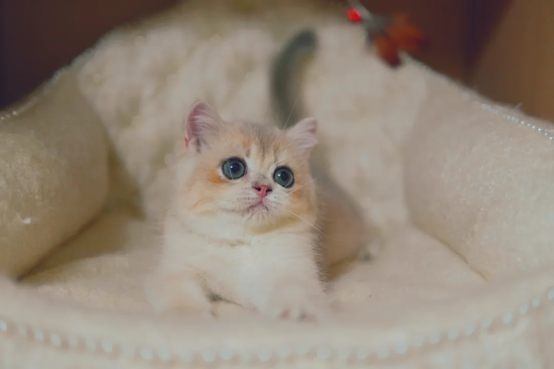 小猫怎么可以这么可爱啊