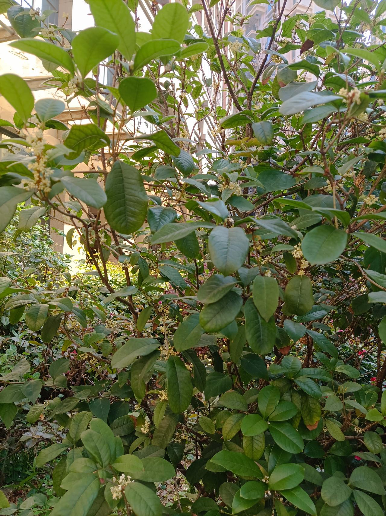 晒出你的本地生活阳春三月，桂花还飘香，我们小区公园里的四季桂这几天又开花了，香气