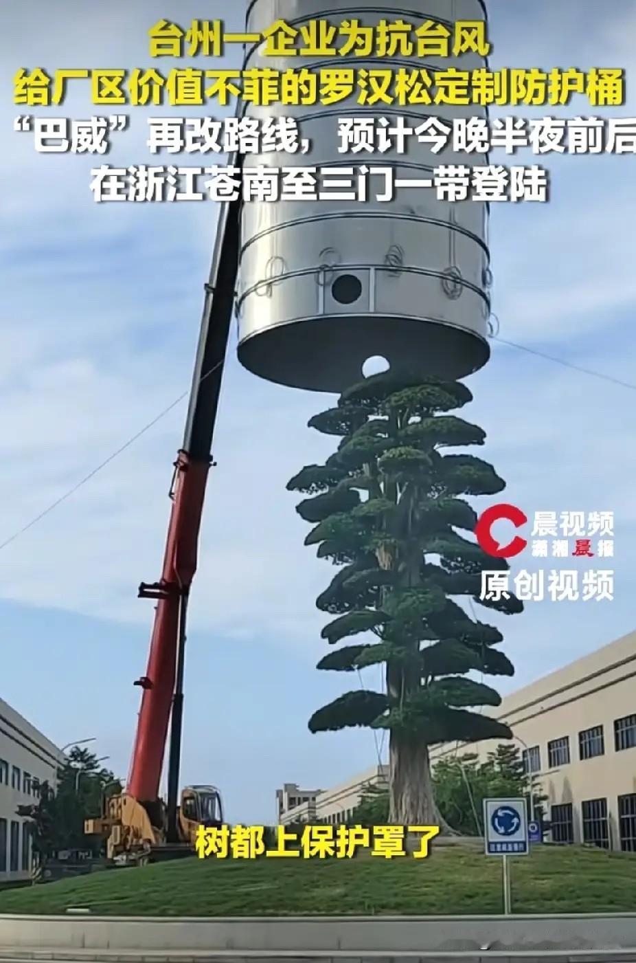 “树都上保护罩了！”浙江台州，一企业为抗台风，给一棵树套上不锈钢防护桶，防止台风