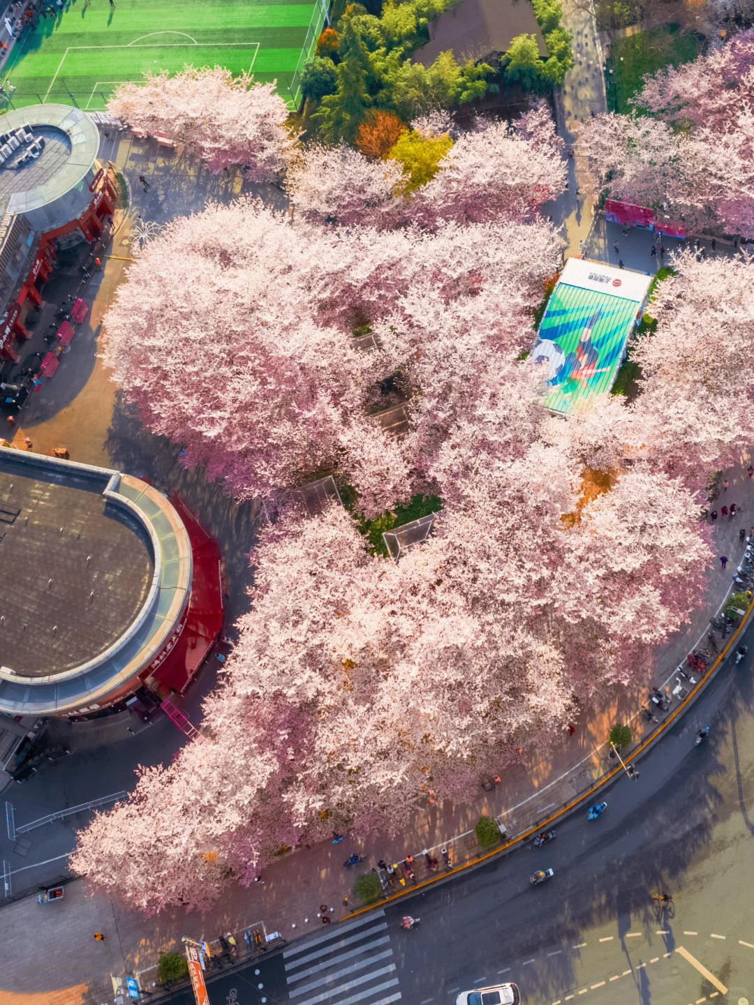 魔都樱花盛开，春天最美地铁站迎来樱花海洋