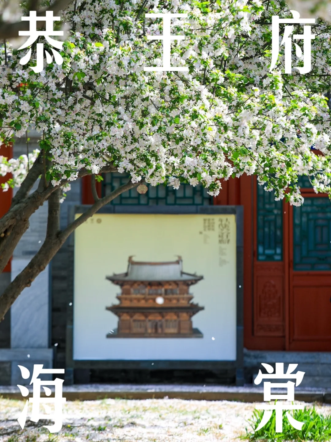 机位📷“海棠吹雪，至少来这里看一次吧