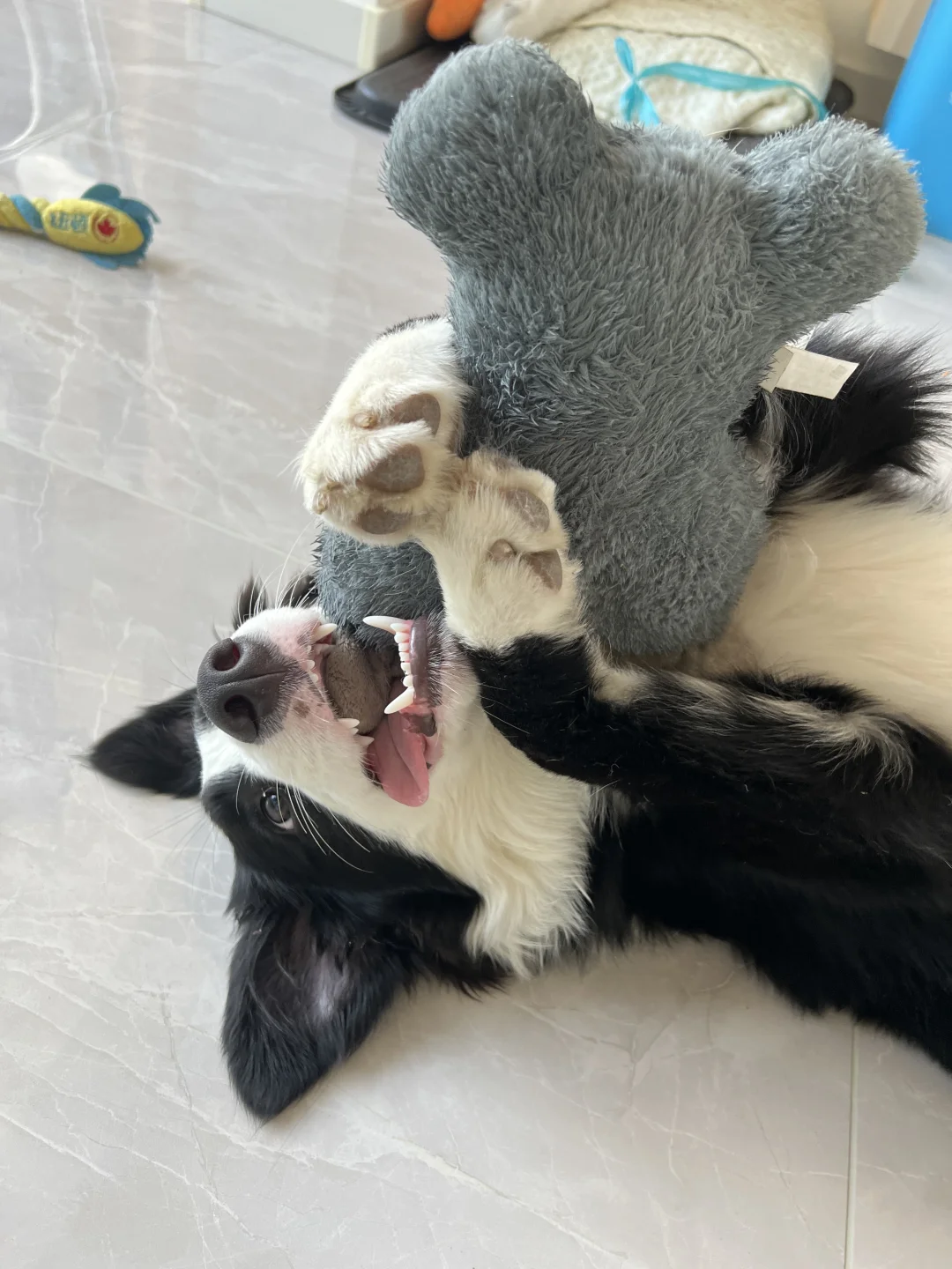 边牧真的好可爱啊！！！