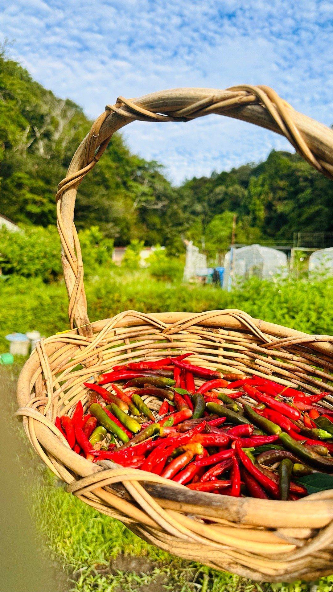 炎热盛夏中，俺摘下了一捧夏日最烈的吻～～红红火火过日子📅，早安🌶️要深怀对自