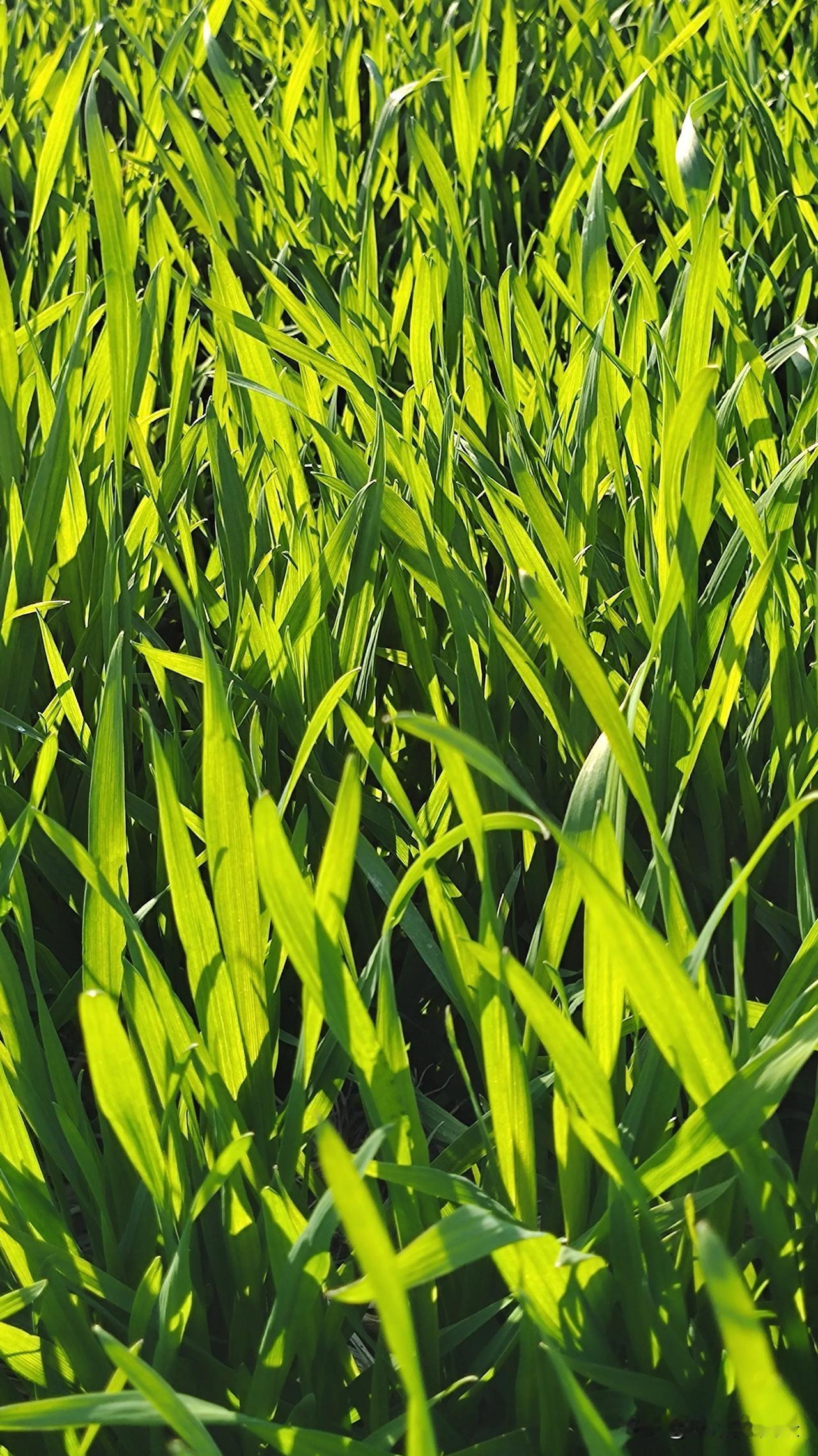 绿油油的麦苗随拍田园小景