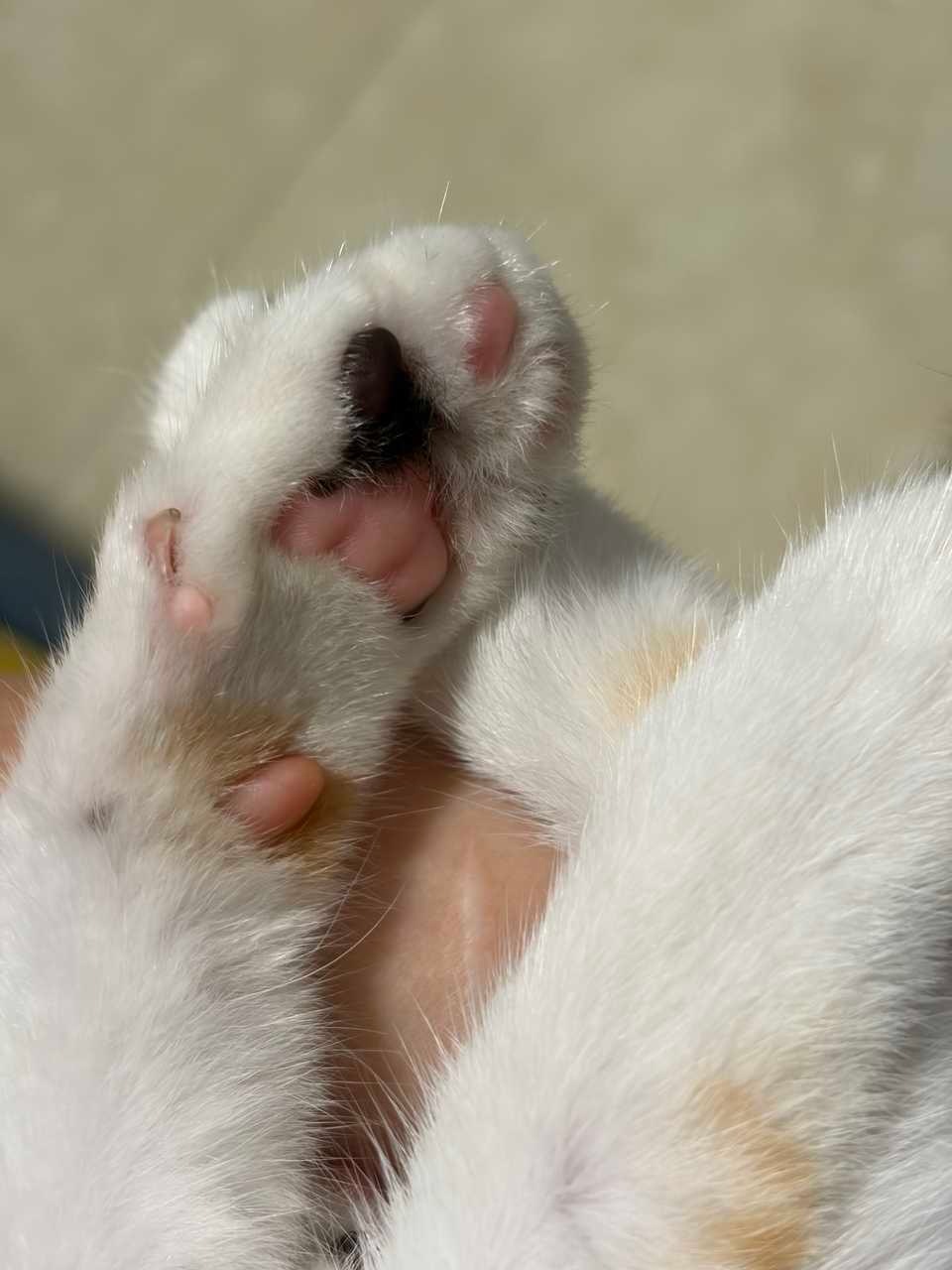 14837只狸依旧吱吱猫（有ee记得她吗）更新一下最近的她：除了咬人就是粘牙 