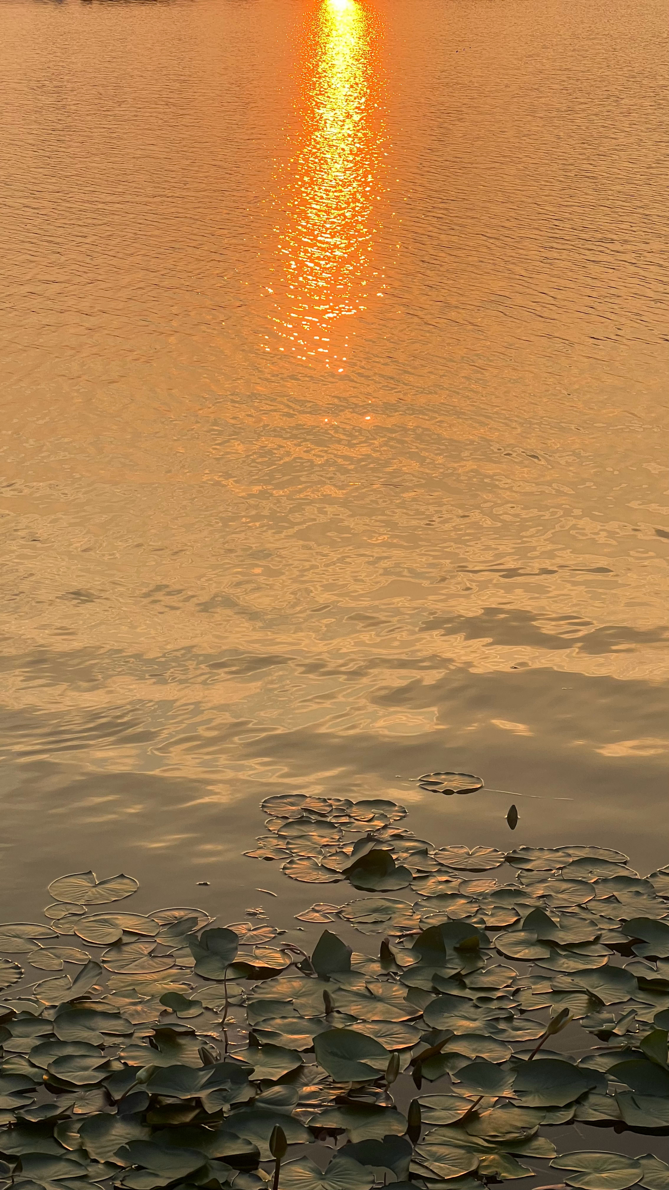 #相机记录美好[超话]# 夕阳🌇～ ​​​