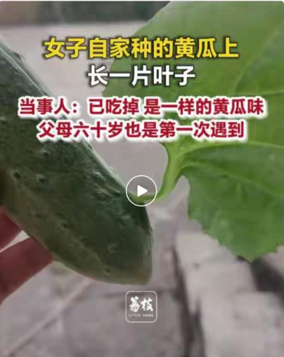 四川广安一女子自家种的一根黄瓜上硬生生长出了一片叶子，女子：已吃掉，就是黄瓜味，