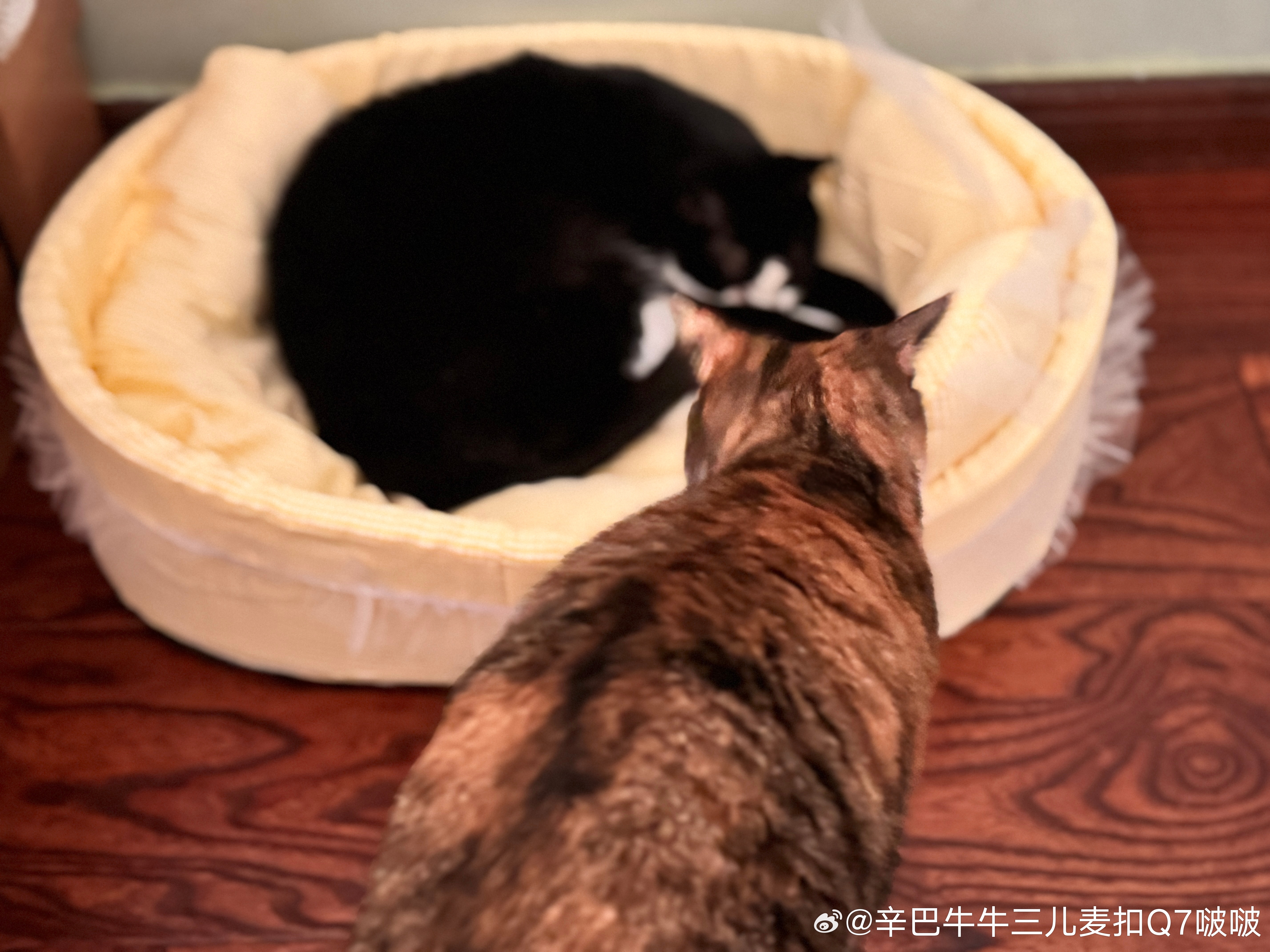 辛巴要了一宿这个窝了，牛牛不让…… ​​​
