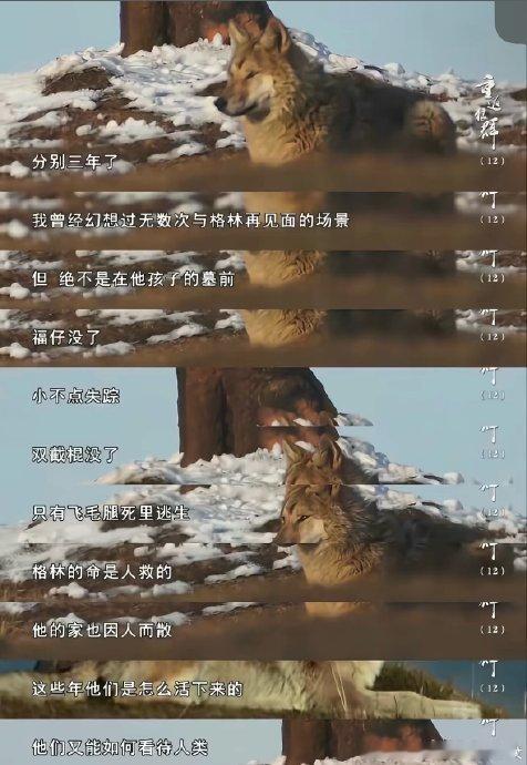 导演回应狼王格林是否安好各位动物爱好者们！最近，关于狼王格林是否安好的话题可是在